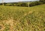 O que a chuva prevista para este mês ainda pode fazer pelas lavouras de soja no RS