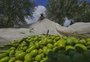 Quarta em ranking mundial, marca de azeite de oliva gaúcha aposta na produção de condimentados