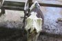 Bovinos são flagrados em situação de maus-tratos em Caxias do Sul<!-- NICAID(15613001) -->