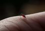 RS tem 11 vezes mais casos de dengue na primeira semana do ano do que no mesmo período de 2023