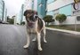 Condomínio aprova em assembleia direito de cão comunitário circular no residencial