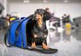 Governo federal cria comissão para alterar regras do transporte aéreo de pets em 30 dias