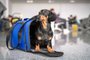 Cachorro em mala de avião - Foto: Masarik/stock.adobe.comIndexador: Irina MeshcheryakovaFonte: 333051875<!-- NICAID(15697324) -->