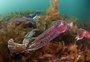 Acasalamento das sépias-gigantes-australianas promove espetáculo de cores e vira atração turística