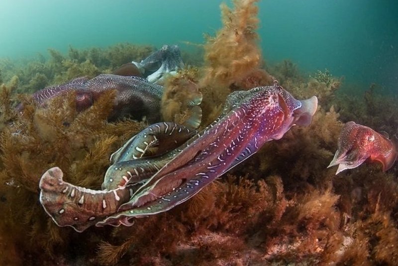 Durante acasalamento, sépias-gigantes-australianas emitem luzes estroboscópicas