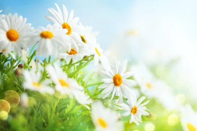 Beautiful chamomile flowers in meadow. Spring or summer nature scene with blooming daisy in sun flares. Soft focus.Fonte: 329559949<!-- NICAID(15501773) -->