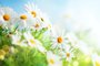 Beautiful chamomile flowers in meadow. Spring or summer nature scene with blooming daisy in sun flares. Soft focus.Fonte: 329559949<!-- NICAID(15501773) -->
