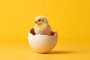 small yellow chicken in a shell on a light background. Aviso aos pintos: só apareçam se forem chamados. Foto: Margo_Alexa / stock.adobe.comFonte: 635286837<!-- NICAID(15544480) -->