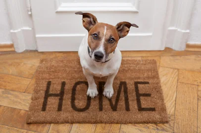 Cachorro; Pet; dog. Foto:  Javier brosch / stock.adobe.comFonte: 44957357<!-- NICAID(15361808) -->