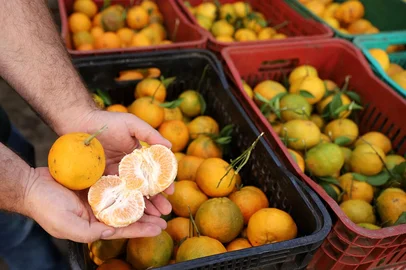 Ulisses Castro / Agencia RBS CAXIAS DO SUL, RS, BRASIL 19.05.2025. Após quebra na última safra, bergamota deve chegar mais saborosa e em maior quantidade na mesa dos consumidores da Serra. Expectativa para este ano é de uma produção cheia, de 16 mil toneladas, em 760 propriedades da região. Na foto, a fruta na Ceasa Serra. (Ulisses Castro / Agência RBS).<!-- NICAID(16040611) -->