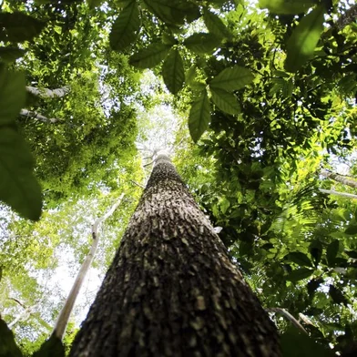 Amazônia Legal