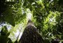 Desmatamento na Amazônia cai 61% em janeiro