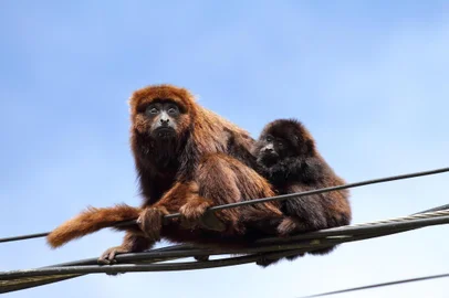 Cresce morte de bugios eletrocutados em cabos da ceee na zona sul de Porto Alegre.Fotos: Mariano Pairet/Arquivo Pessoal<!-- NICAID(15821884) -->
