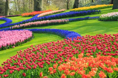 Primavera no Keukenhof em Lisse, Holanda. Foto: Janina_PLD / stock.adobe.comFonte: 189656567<!-- NICAID(15457927) -->