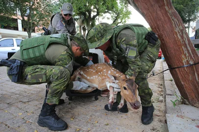 PORTO ALEGRE, RS, BRASIL, 15-04-2026: Veado é encontrado ferido no bairro Menino Deus, em Porto Alegre. Moradores da região relatam que o animal foi avistado pela primeira vez durante a madrugada desta quarta-feira. Foto: Ronaldo Bernardi/Agência RBS<!-- NICAID(16266213) -->