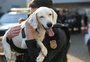 Desde 2019, ação da Polícia Civil que combate maus-tratos resgatou mais de mil animais no RS
