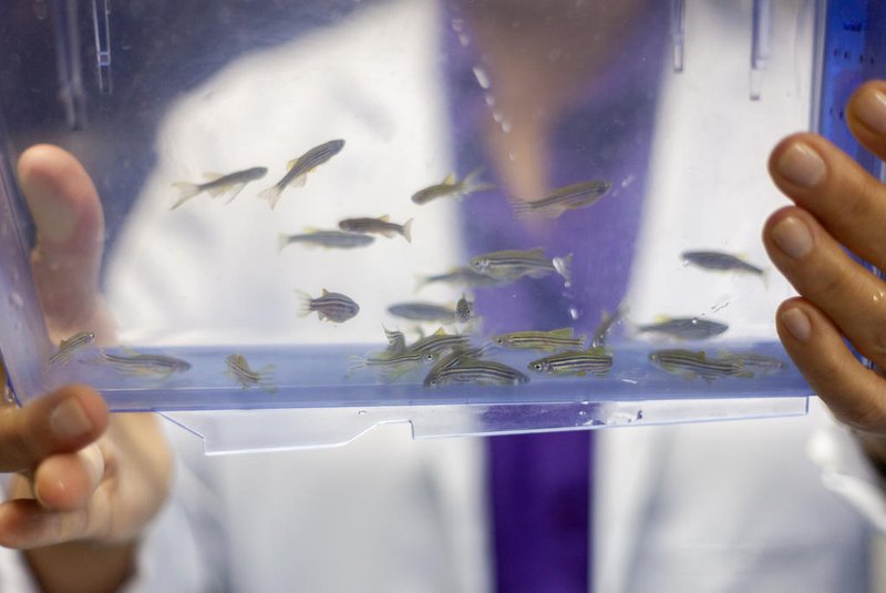 Molécula de veneno de peixe pode ser aliada no tratamento da asma, indica estudo do Butantan. - Foto: Renato Rodrigues/Comunicação Butantan/Divulgação<!-- NICAID(15525539) -->