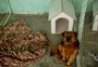 Jovens aprendizes produzem casinhas para cães de moradores de rua atendidos em abrigos da Capital