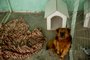 PORTO ALEGRE, RS, BRASIL - 09/08/2021 - Nas pousadas que a prefeitura tem usado para atender moradores de rua durante a Operação Inverno foram instaladas casas para os cães dos albergados que foram doadas pelo Pão dos Pobres e Instituto Calábria.<!-- NICAID(14858235) -->