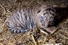Em cativeiro, o programa global de reprodução conta atualmente com 130 tigres machos e 150 fêmeas - Foto: Copenhagen Zoo/AFP<!-- NICAID(15691242) -->