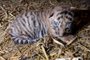 Em cativeiro, o programa global de reprodução conta atualmente com 130 tigres machos e 150 fêmeas - Foto: Copenhagen Zoo/AFP<!-- NICAID(15691242) -->