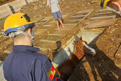 Cavalo é resgatado após cair dentro de sepultura em Dois Irmãos<!-- NICAID(15846398) -->