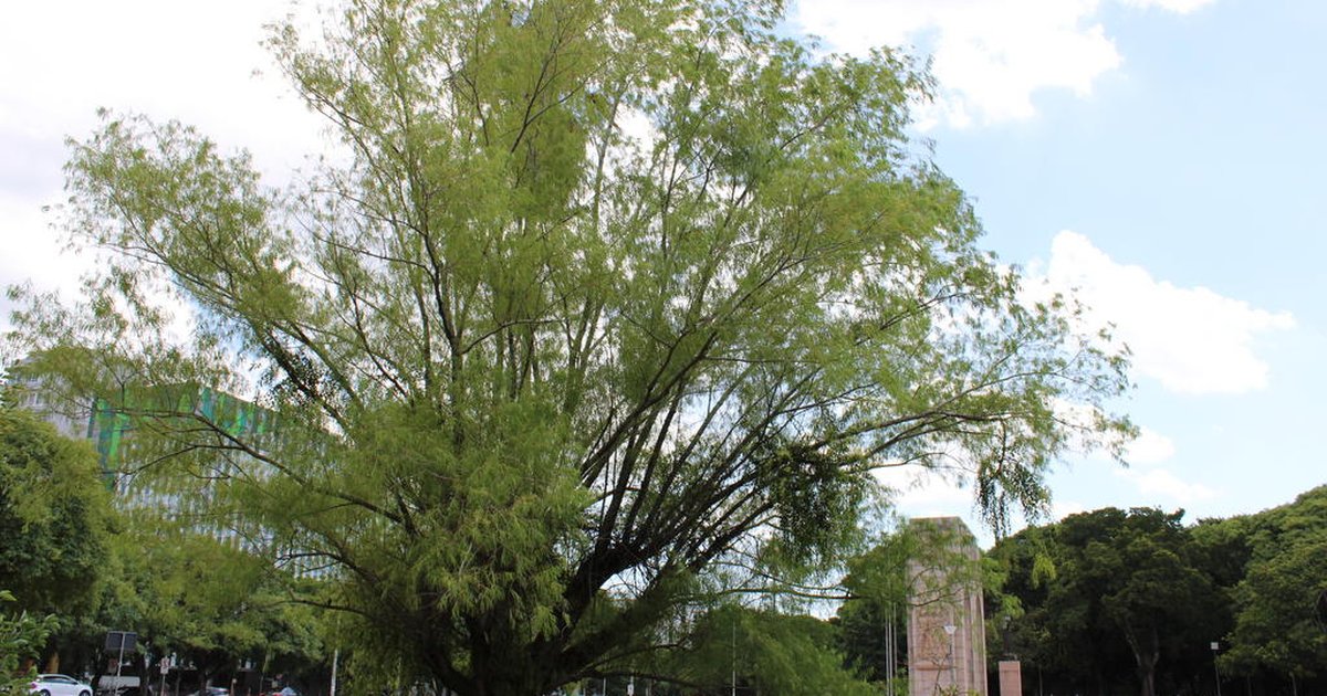A história do salseiro salvo de um temporal há 10 anos no Parque da ...
