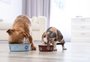 Cachorros e gatos podem ser vegetarianos? Veterinária esclarece