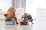 Adorable dog and cat eating pet food together at home. Friends foreverFonte: 278590003<!-- NICAID(14813060) -->