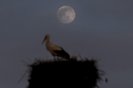The Pink Full Moon is seen behind a stork in the village of Rzanicino, near Skopje on April 15, 2022. (Photo by Robert ATANASOVSKI / AFP)<!-- NICAID(15070656) -->