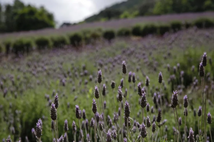 Mateus Bruxel / Agencia RBS