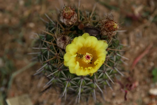 especies-de-plantas-ameacadas-de-extincao-86-esp-cies-de-plantas