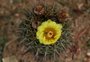 RS completa 10 anos sem atualizar a lista da flora ameaçada de extinção; último levantamento apontou 804 espécies