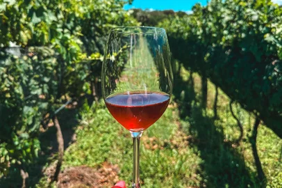 vinho, vinicola, viamão, vindima, destemperados<!-- NICAID(15681443) -->