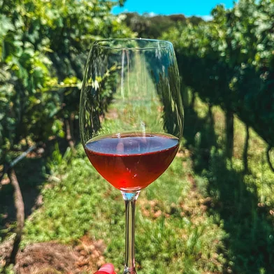 vinho, vinicola, viamão, vindima, destemperados<!-- NICAID(15681443) -->