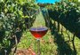 Em um paraíso rural, vinícola de Viamão produz vinhos com uvas fora do comum 