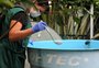 Denúncias sobre possíveis focos dos mosquito da dengue triplicam em Caxias do Sul 