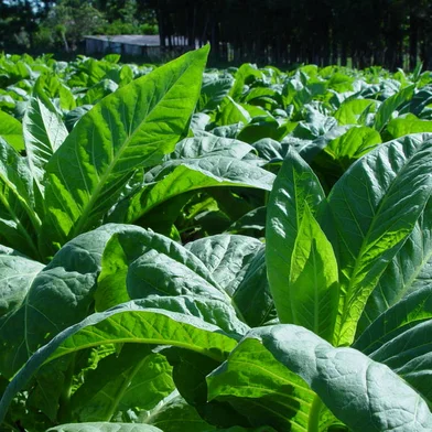 Lavoura de tabaco.<!-- NICAID(2897016) -->