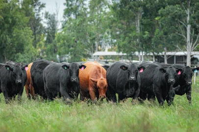 Rincon del Sarandy anuncia liquidação de plantel em megaleilão de 30 anos<!-- NICAID(16236437) -->