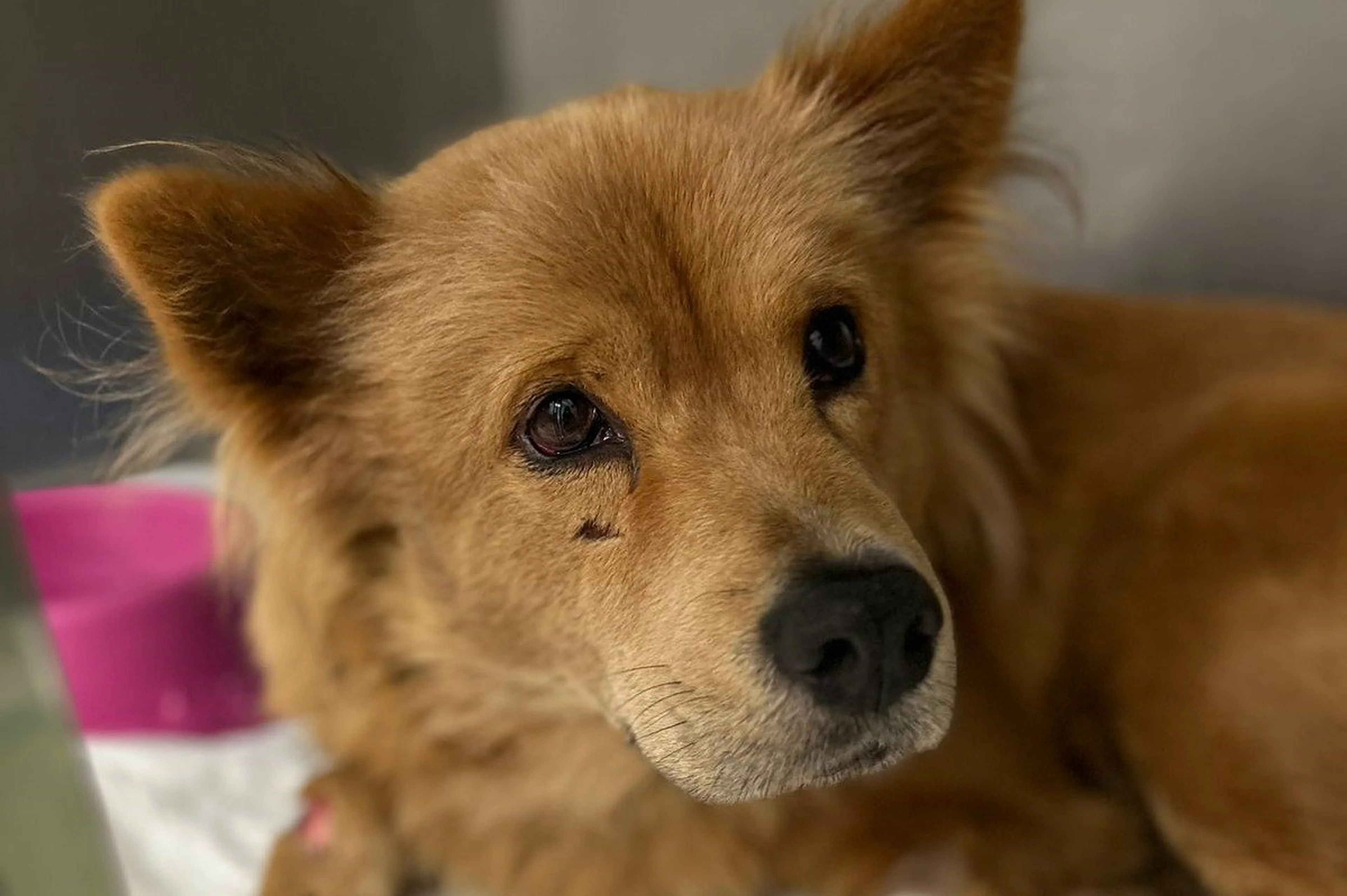 Vida Centro Veterinário/Divulgação