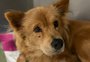 Cachorra teria sido arrastada por um quilômetro amarrada a carro em Encantado, antes de ser abandonada