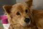 Cachorra é amarrada, arrastada por cerca de um quilômetro e abandonada em Encantado, no Vale do Taquari. Resgatada, ela recebe tratamento e foi batizada de Vitória.