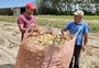 Por que o preço da cebola levou um município do sul do RS a decretar emergência