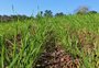 Com maior área plantada em sete anos, Rio Grande do Sul pode colher safra de trigo recorde