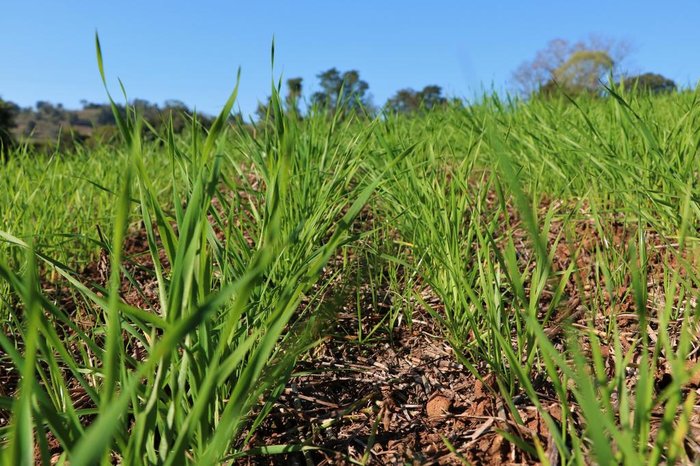 Marcela Buzatto / Emater/RS-Ascar Marcela Buzatto / Emater/RS-Ascar