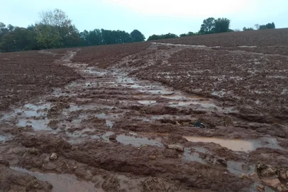 Lavoura em Santiago de aveia afetada pela chuva<!-- NICAID(16064159) -->