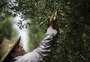 Com excesso de chuva, produção das oliveiras deve ser menor em 2024