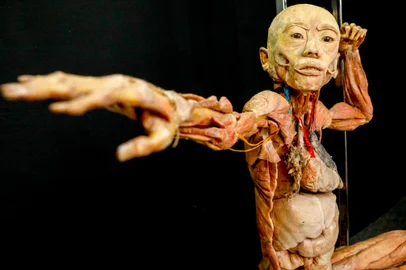 Human Bodies – Maravilhas do Corpo Humano, exposição, Porto Alegre, corpo humano<!-- NICAID(15958208) -->