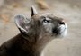 Puma órfão resgatado em Vacaria é o mais novo morador do Gramadozoo