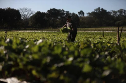 PORTO ALEGRE, RS, BRASIL - 2024.09.02 - Reivindicações dos produtores da Zona Rural de Porto Alegre para o próximo prefeito. Na foto, Oscar da Silva Goulart Neto. (Foto: Renan Mattos/ Agência RBS)<!-- NICAID(15857447) -->